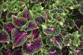 Coleus Mainstreet 'La Rambla'