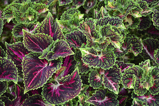 Coleus Mainstreet 'La Rambla'