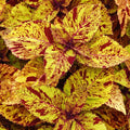 Coleus 'Marble Mania'
