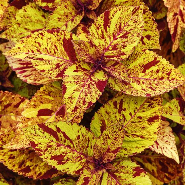 Coleus 'Marble Mania'