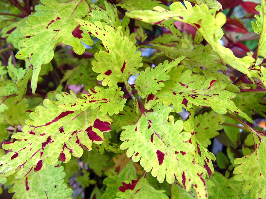 Coleus 'Pineapplette'