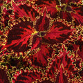 Coleus 'Solar Flare'