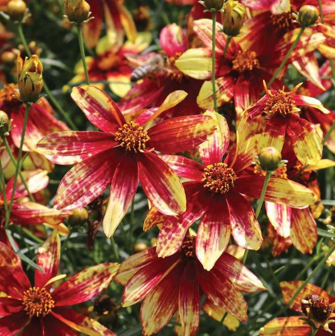 Coreopsis 'Route 66'
