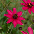 Cosmos 'Cherry Chocolate'