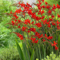 Crocosmia 'Lucifer'