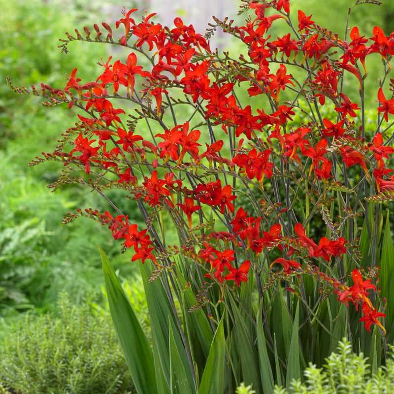 Crocosmia 'Lucifer'