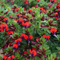 Cuphea purpurea 'Firecracker'