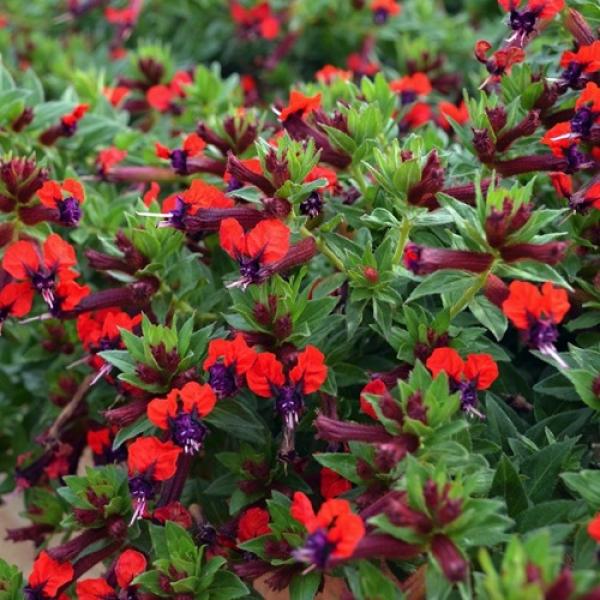 Cuphea purpurea 'Firecracker'