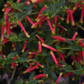 Cuphea 'Honeybells'