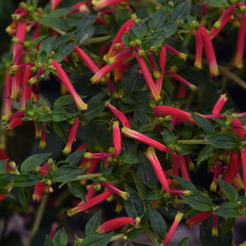 Cuphea 'Honeybells'