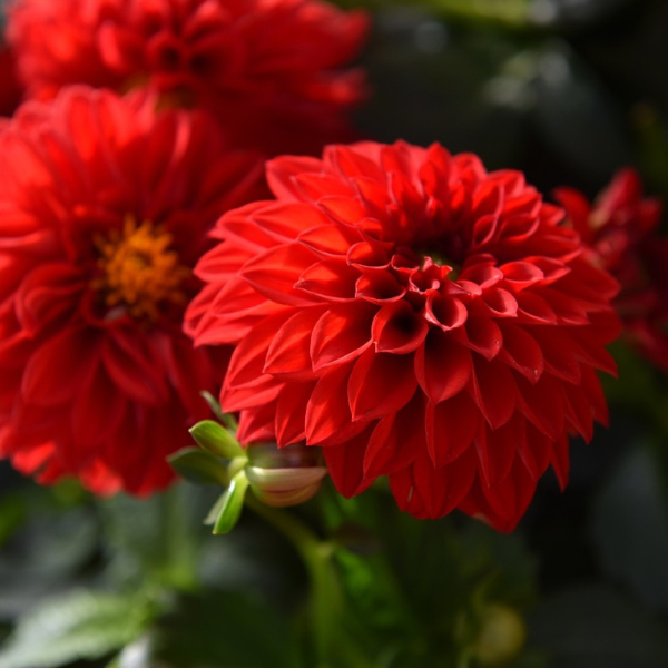 Dahlia 'Dahlinova Oregon'