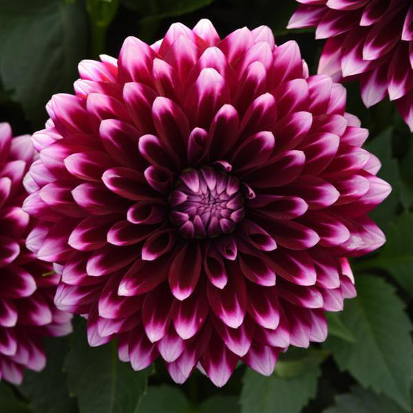 Dahlia 'Dalaya Purple White'