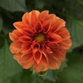 Dahlia 'Dahlietta Rachel'