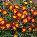 Delosperma 'Wheels of Wonder Fire'