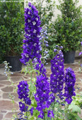 Delphinium Pacific Giant 'King Arthur'