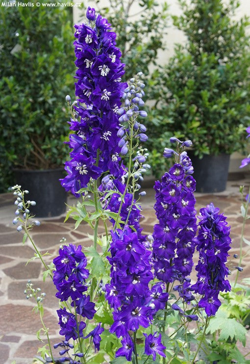 Delphinium Pacific Giant 'King Arthur'