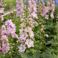 Delphinium Magic Fountain 'Cherry Blossom'
