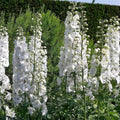Delphinium Pacific Giant 'Galahad'