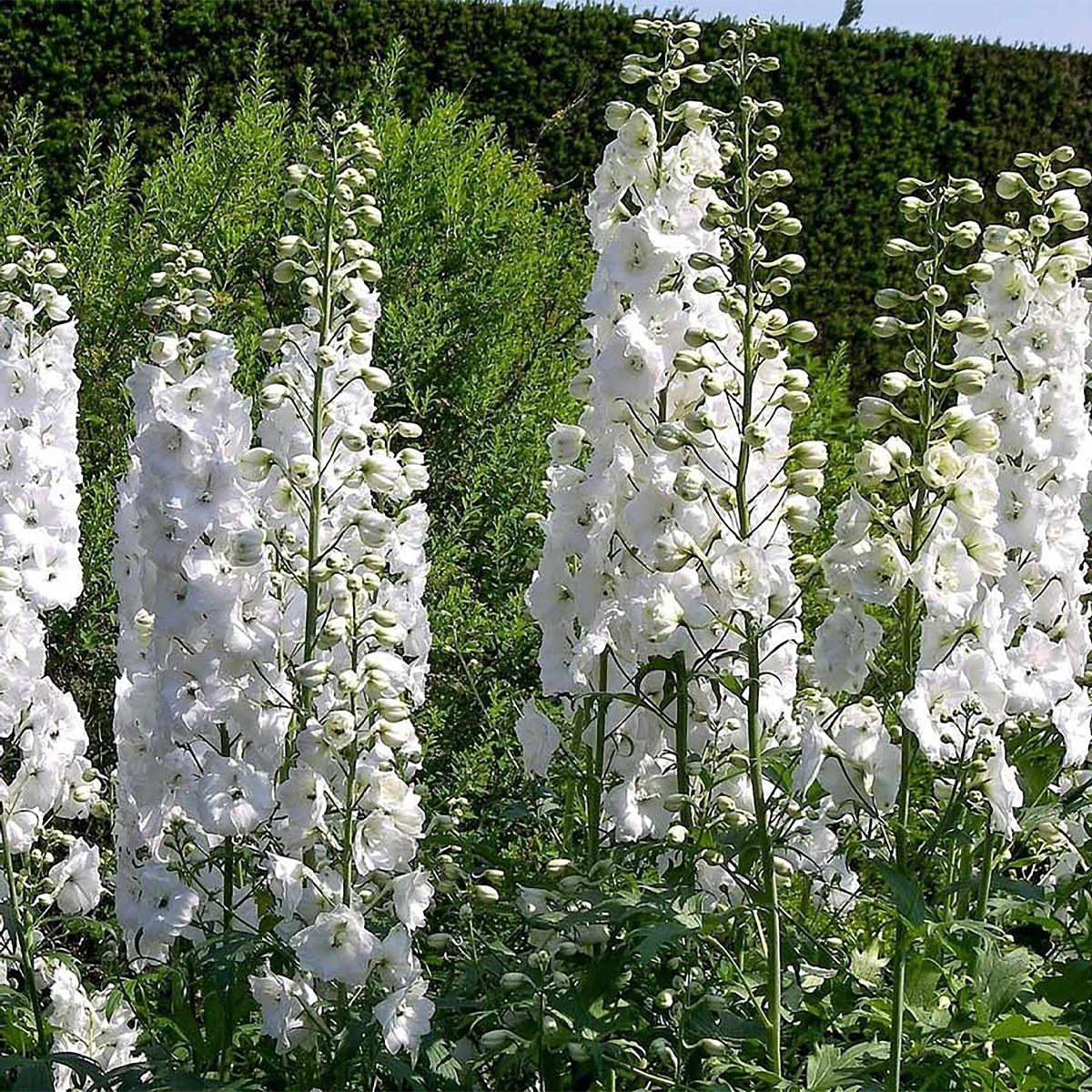 Delphinium Pacific Giant 'Galahad'