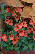 Diascia 'Juliet Orange Improved'
