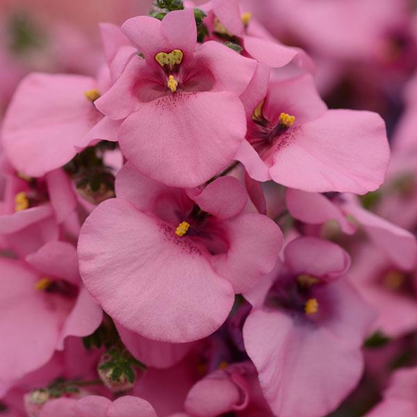 Diascia 'Juliet Pink'