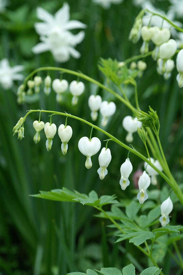Dicentra Spectabilis 'Alba'
