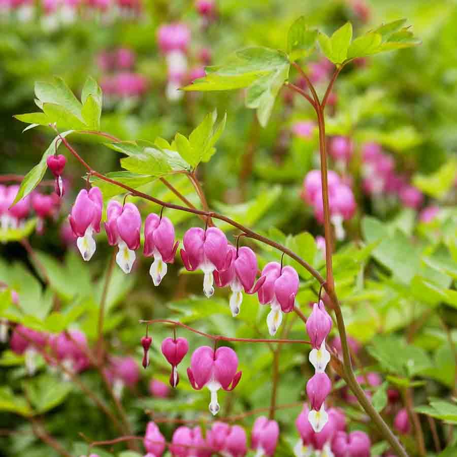 Bleeding Heart 'Rose'