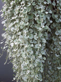 Dichondra 'Silver Nickel Vine'