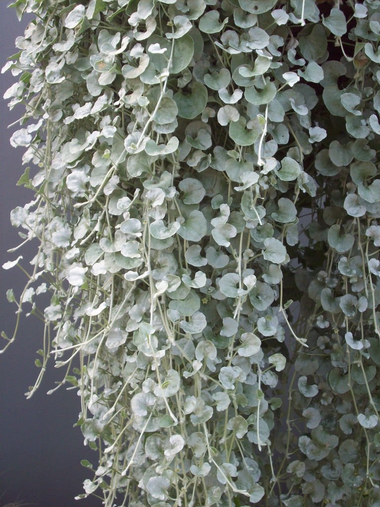 Dichondra 'Silver Nickel Vine'