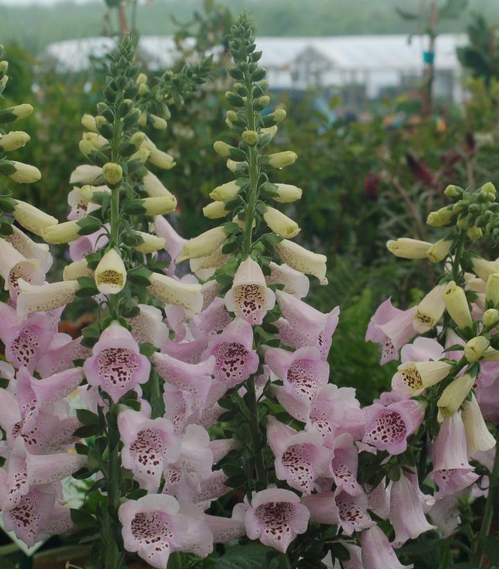 Digitalis Purpurea Camelot