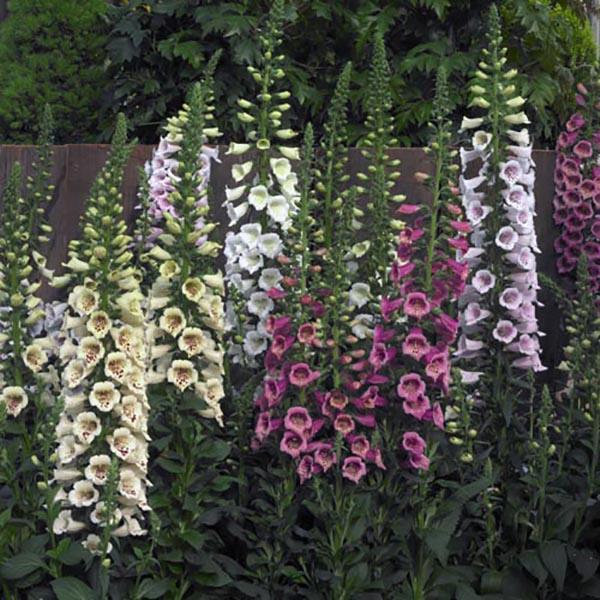 Digitalis Purpurea Camelot