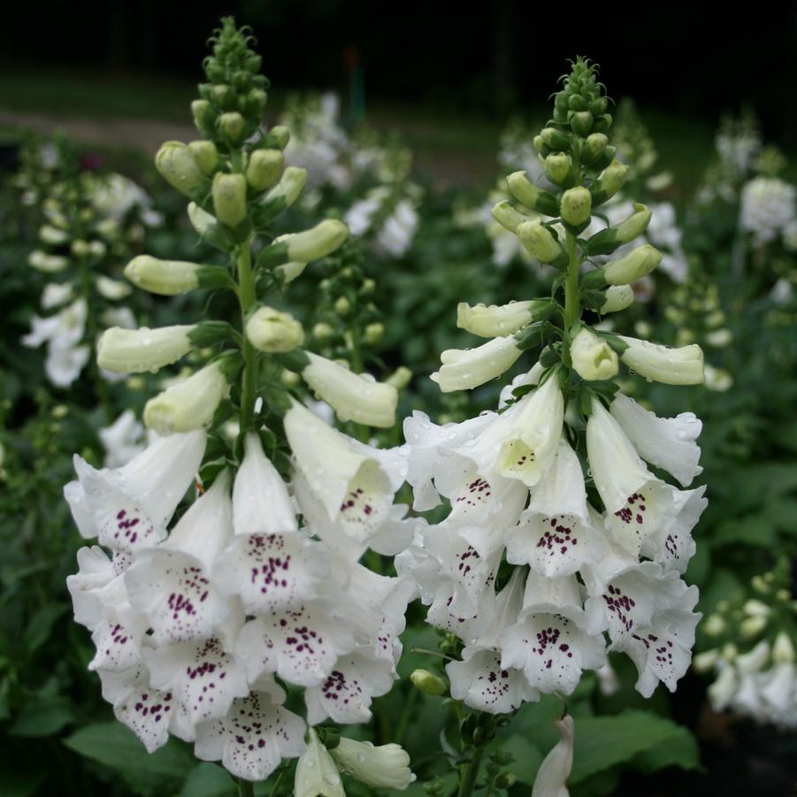 Digitalis Purpurea Camelot
