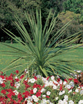 Grass palm