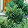Marginal Woodfern