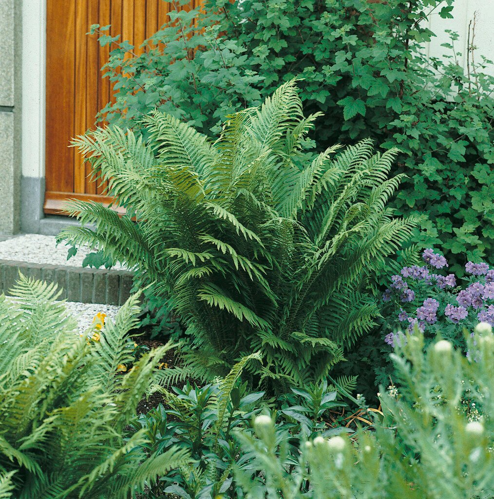 Marginal Woodfern