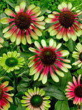Echinacea 'Green Twister'
