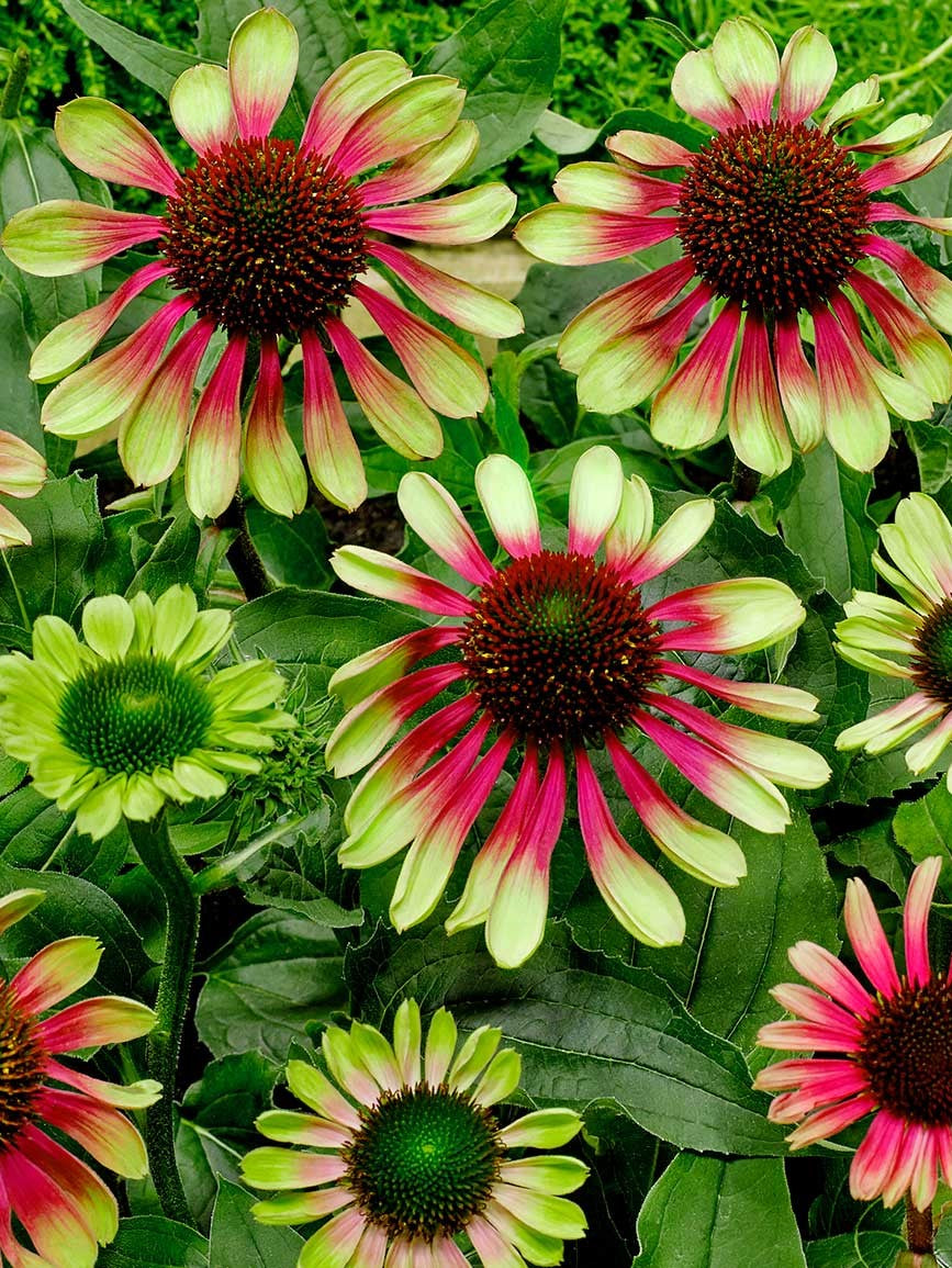 Echinacea 'Green Twister'