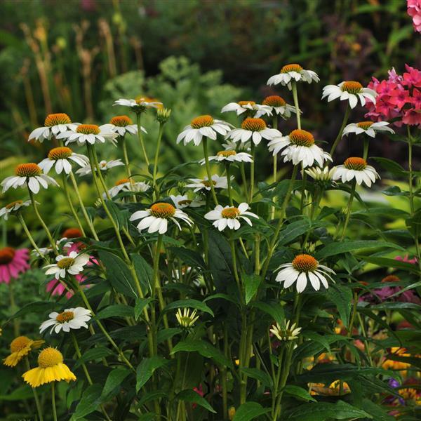 Echinacea Purpurea 'Pow Wow White'