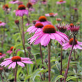 Purple Coneflower