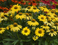 Echinacea 'Sombrero Lemon Yellow'