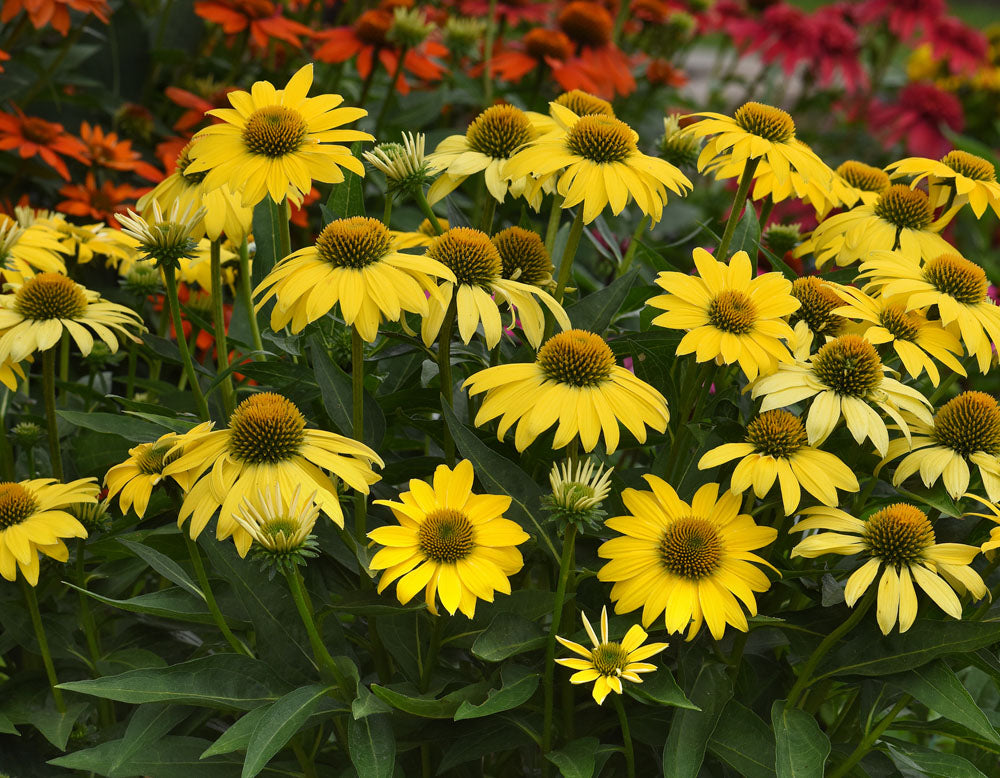 Echinacea 'Sombrero Lemon Yellow'