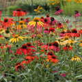 Echinacea Purpurea 'Cheyenne Spirit'
