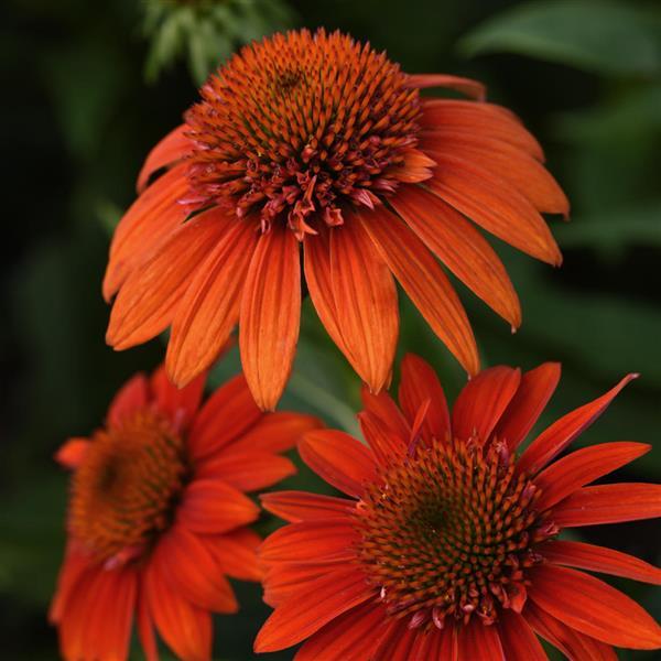 Echinacea 'Sombrero Mandarin Mambo'