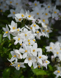 Star of Bethlehem