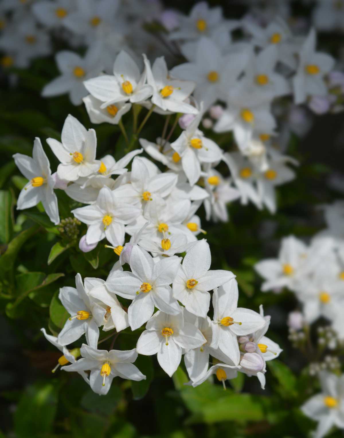 Star of Bethlehem