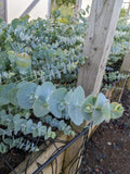 Eucalyptus 'Baby Blue'