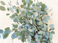 Eucalyptus 'Silver Dollar'