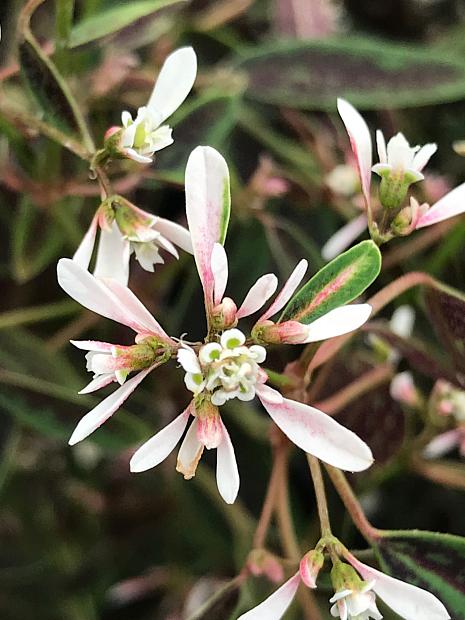 Euphorbia 'Starblast Soft Pink'