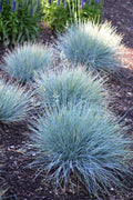 Festuca Glauca 'Elijah Blue'