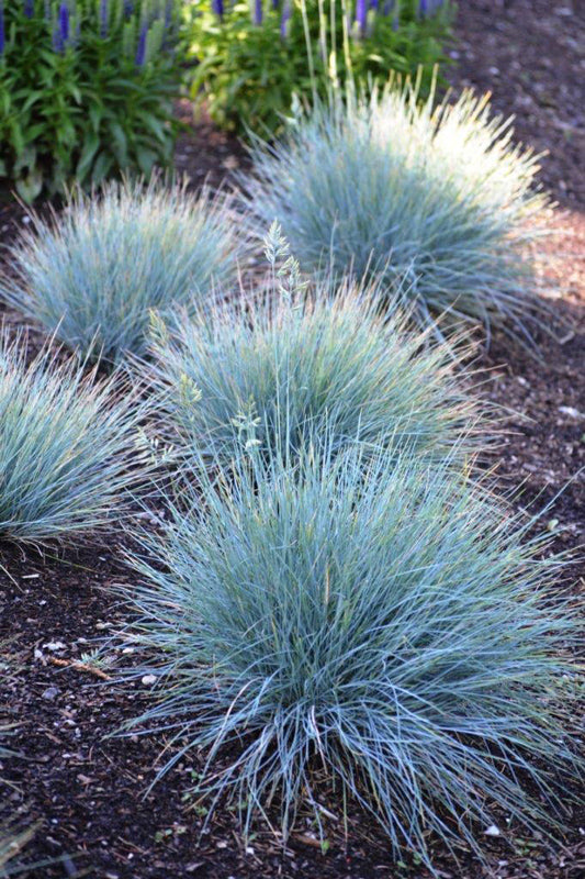 Festuca Glauca 'Elijah Blue'
